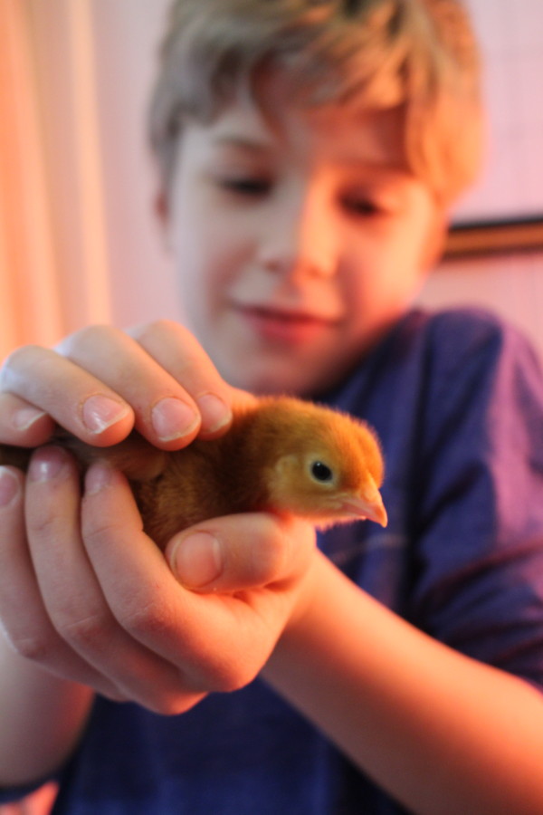 Caring for Chicks